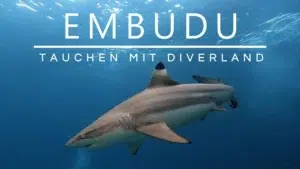 Embudu-tauchen-diverland