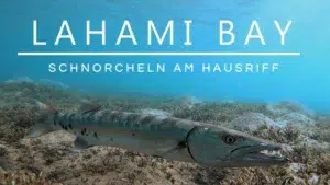 lahami-bay-schnorcheln-hausriff
